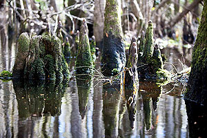 Timucuan Trail Waterway Guide 