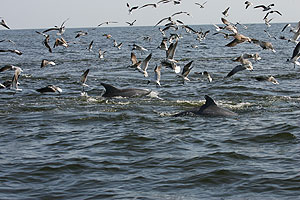 Timucuan Trail Waterway Guide