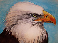 Bald Eagle