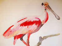 Roseate Spoonbill