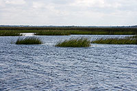 Salt Marsh Ecology